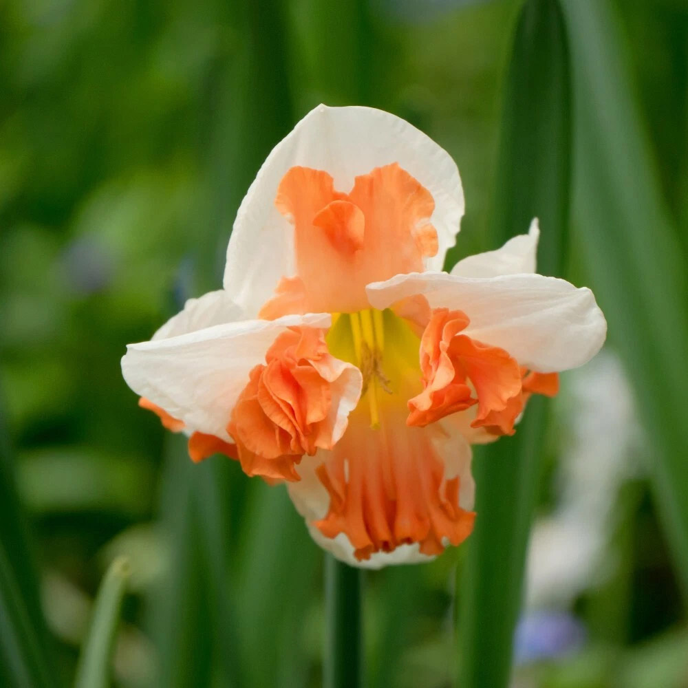 Thompson and Morgan Daffodil Rainbow Butterfly Mixed Spring Planting Bulb 8 Pack Image 5