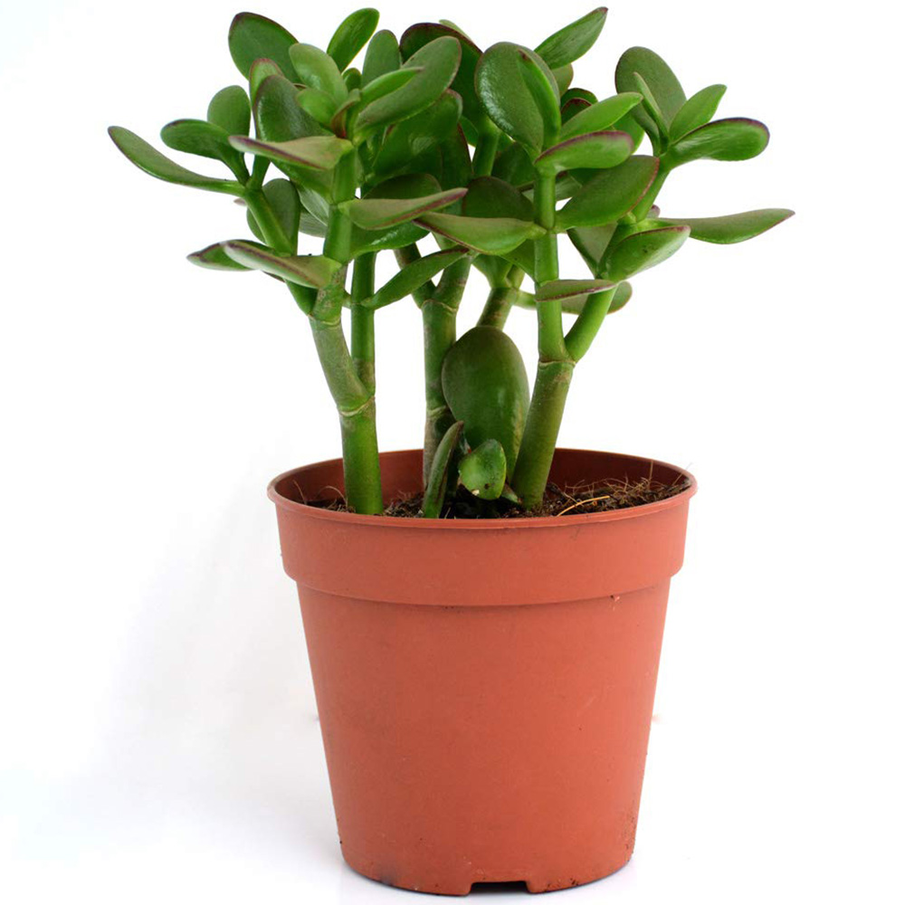 Thompson & Morgan Crassula Ovata Potted Plant 12cm Image 2
