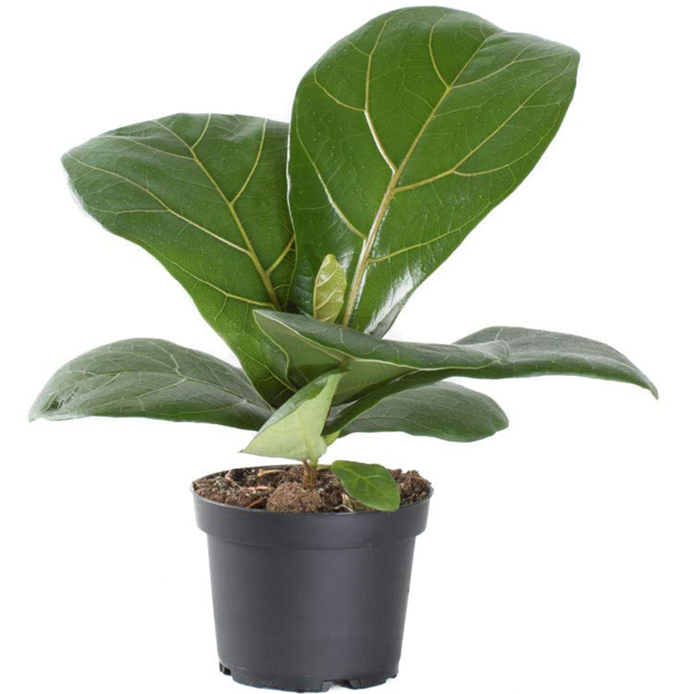 Thompson and Morgan Ficus Lyrata Compacta Fiddle Leaf Fig Plant Pot 9cm 3 Pack Image 2