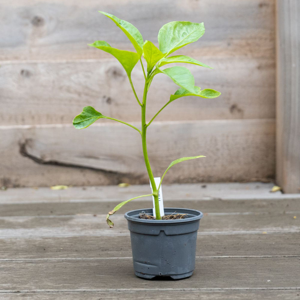 Thompson and Morgan Pepper Chilli Hot Patio Scotch Bonnet Red Plant Pot 9cm Image 3