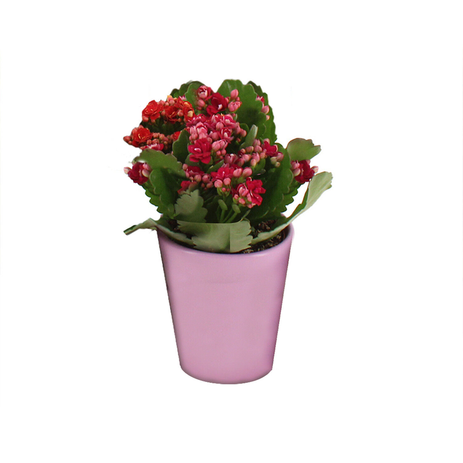 Kalancho Ceramic Pot - Multicolour Image 4