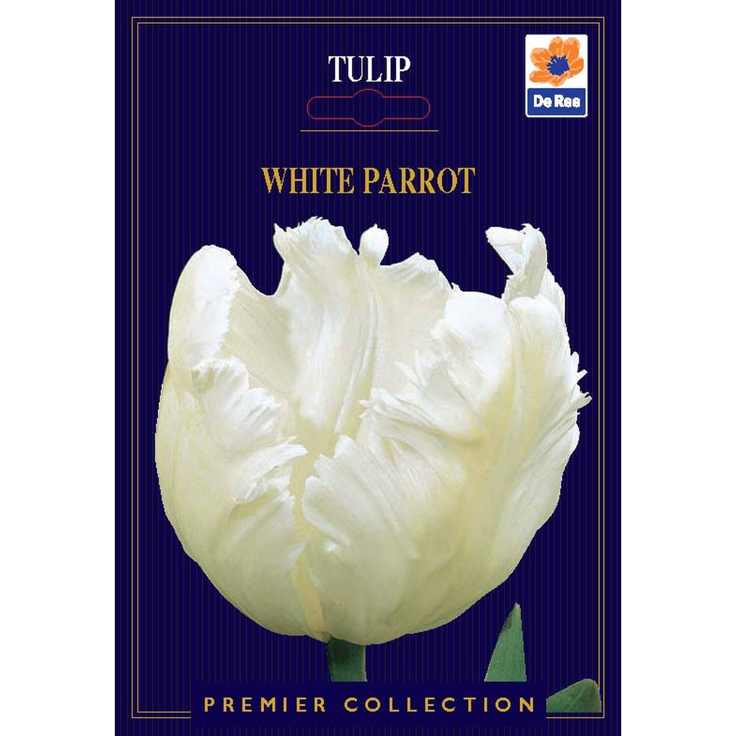 Premier Bulb - Multicolour Image 5
