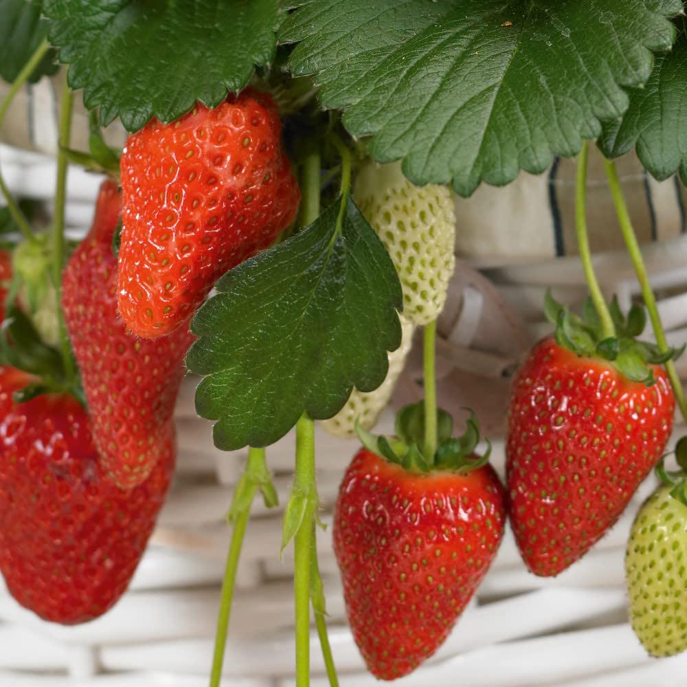 Thompson and Morgan Strawberry Fragaria Gasana Plant in Pot 9cm 3 Pack Image 2