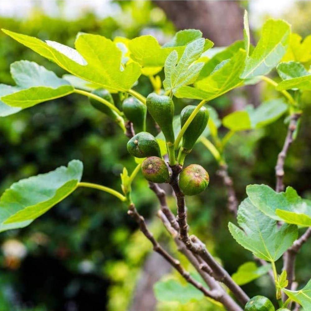 Thompson and Morgan Fig Brown Turkey Plant Pot 9cm 2 Pack Image 3