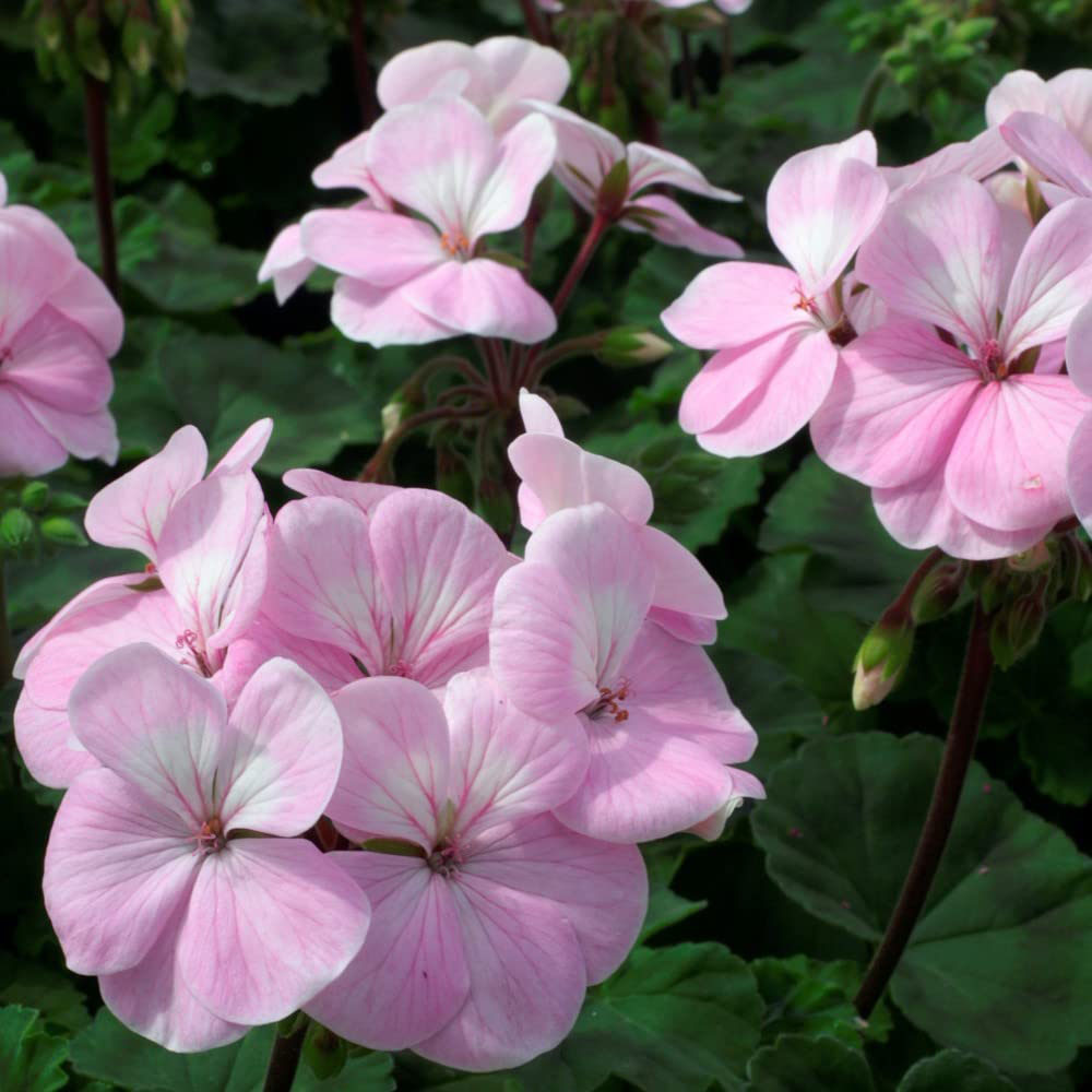 Thompson and Morgan Geranium Horizon F1 Apple Blossom Garden Ready Plant 30 Pack Image 4