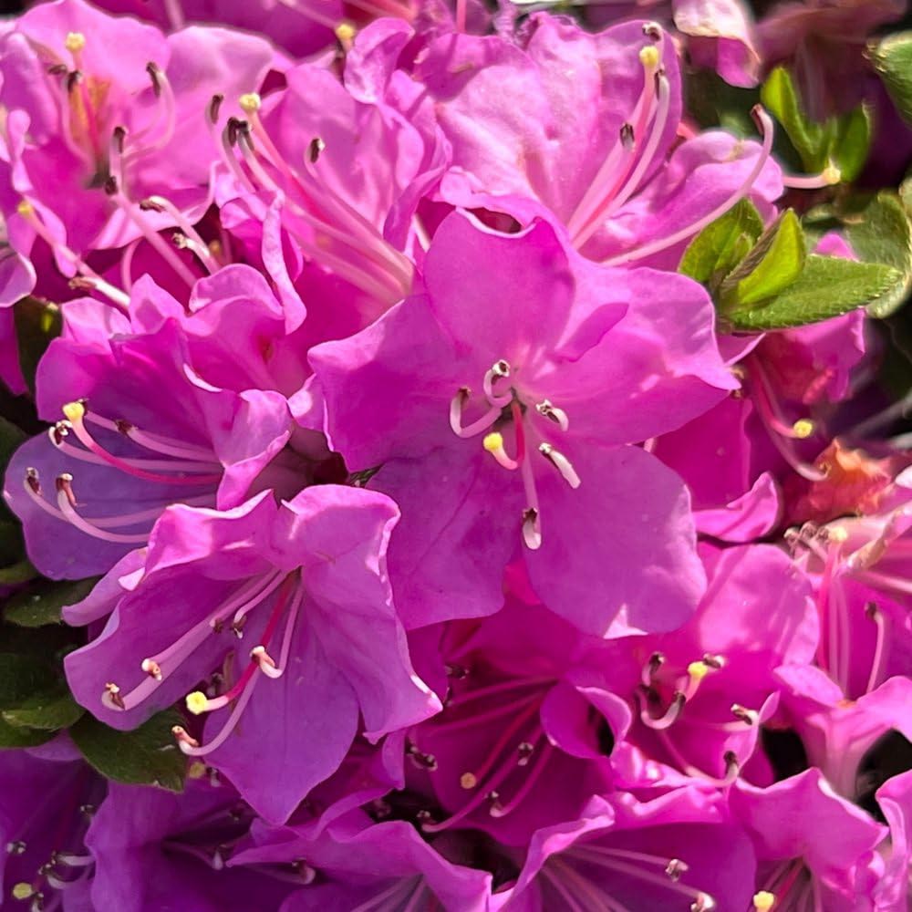 Thompson and Morgan Azalea Japonica Pink Plant Pot 17cm Image 3