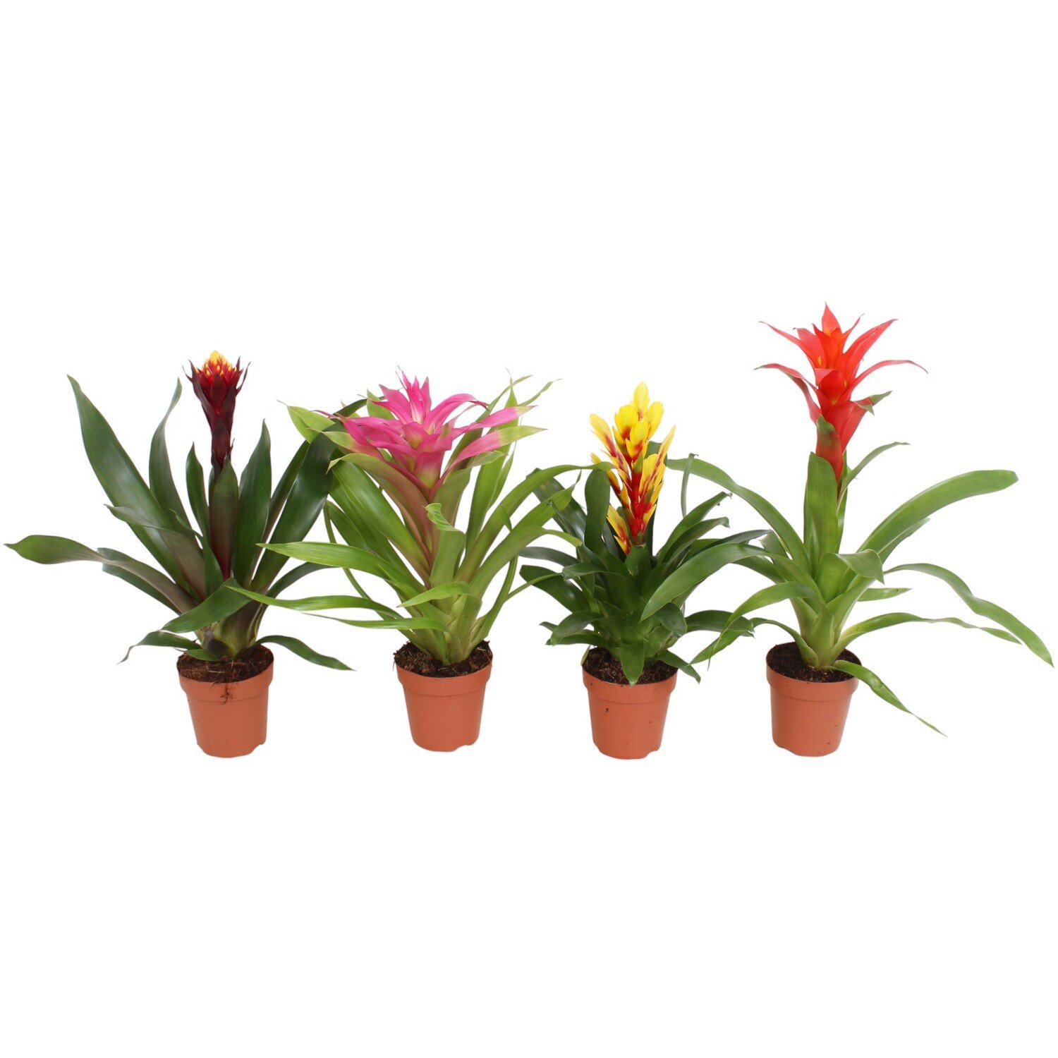 Bromelia Plant - Multicolour Image