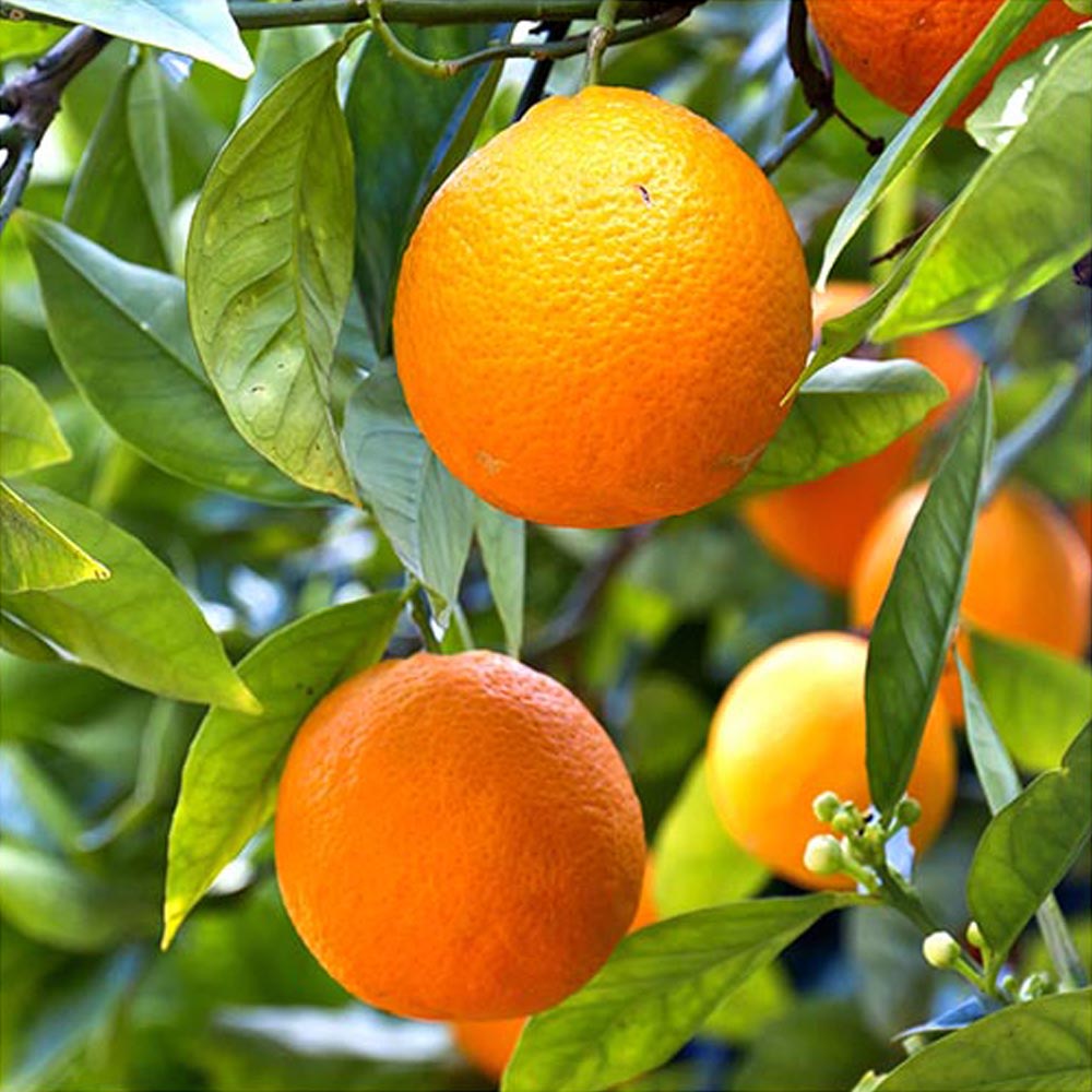 YouGarden Mandarin FruitTree 4/5L Pot Image 2