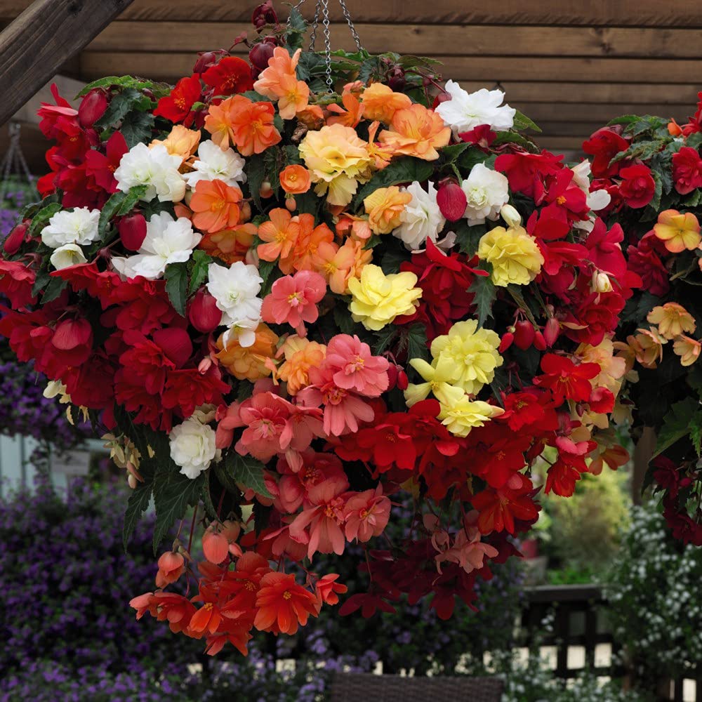 Thompson and Morgan Begonia Illumination Mix Hanging Basket 35cm Image 5
