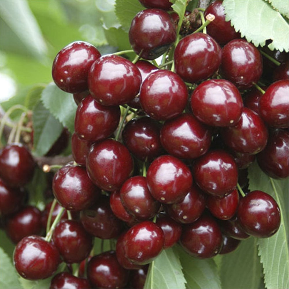 YouGarden Cherry Stella Tree 5L Pot Image 1
