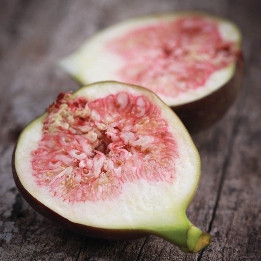 Thompson and Morgan Fig Brown Turkey Plant Pot 9cm 2 Pack Image 4