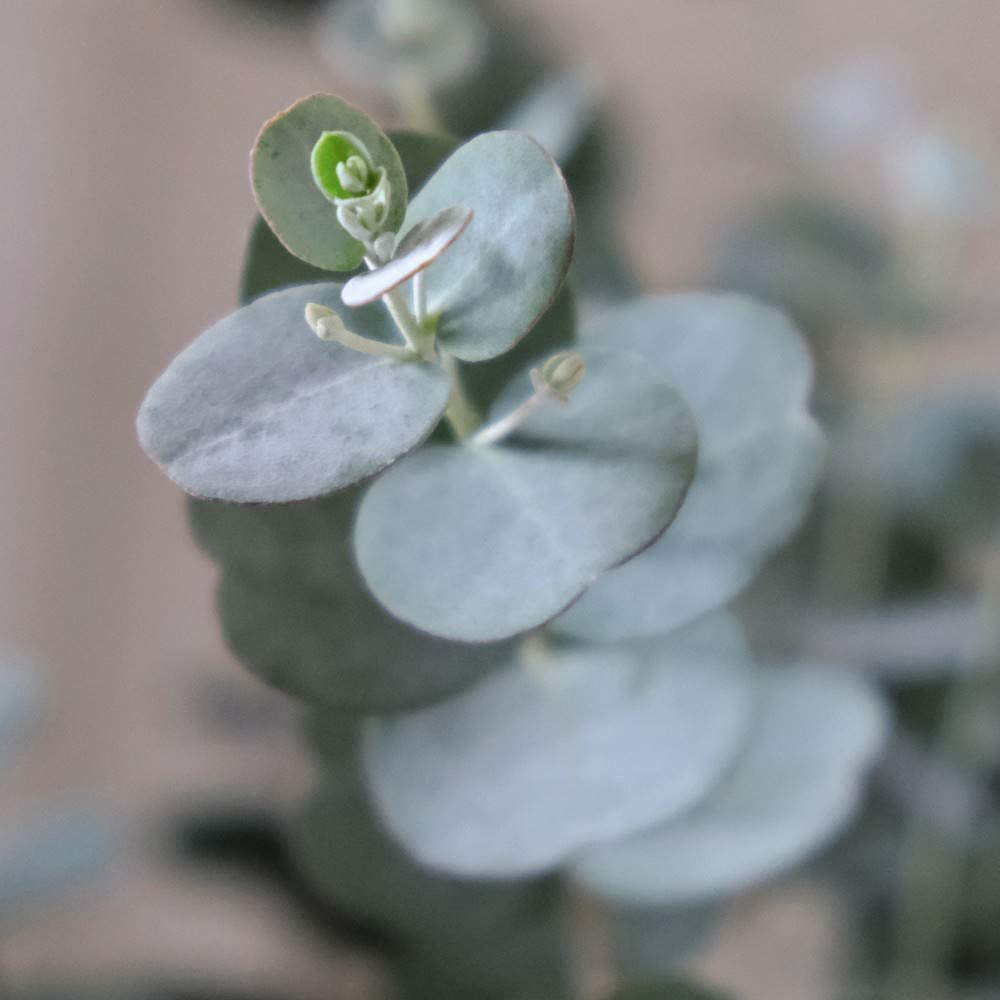 Thompson and Morgan Eucalyptus Gunnii Azura Plant Pot 9cm 3 Pack Image 3