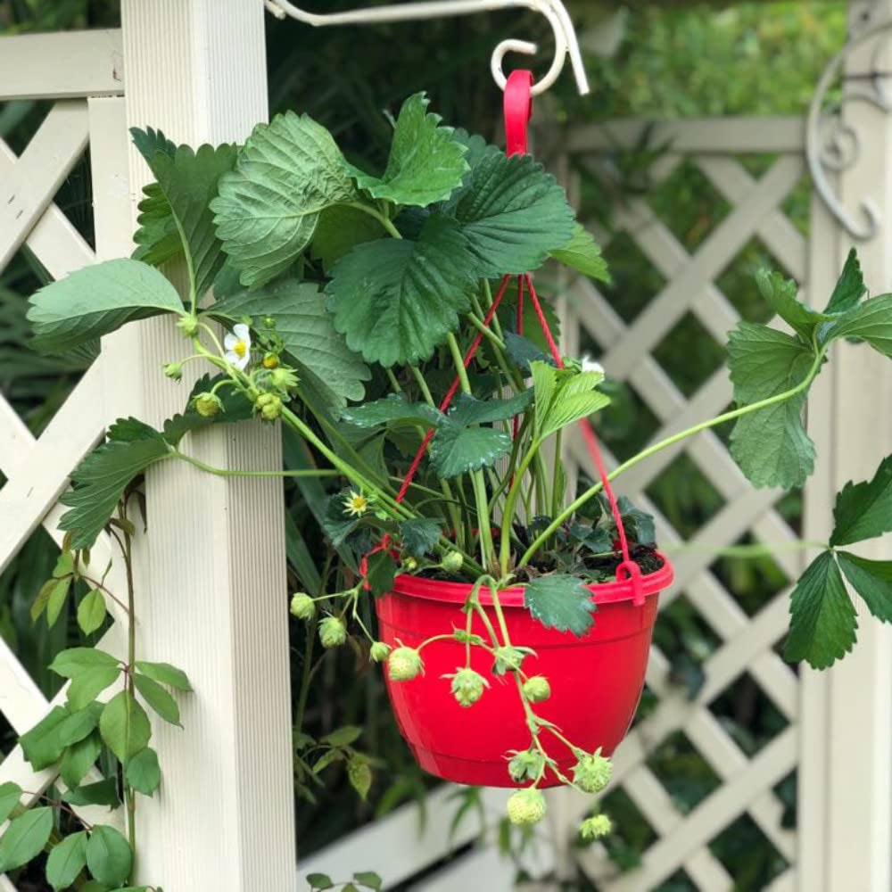 Thompson and Morgan Strawberry Fragaria Elsanta 9cm Plant in Pot 6 Pack Image 3