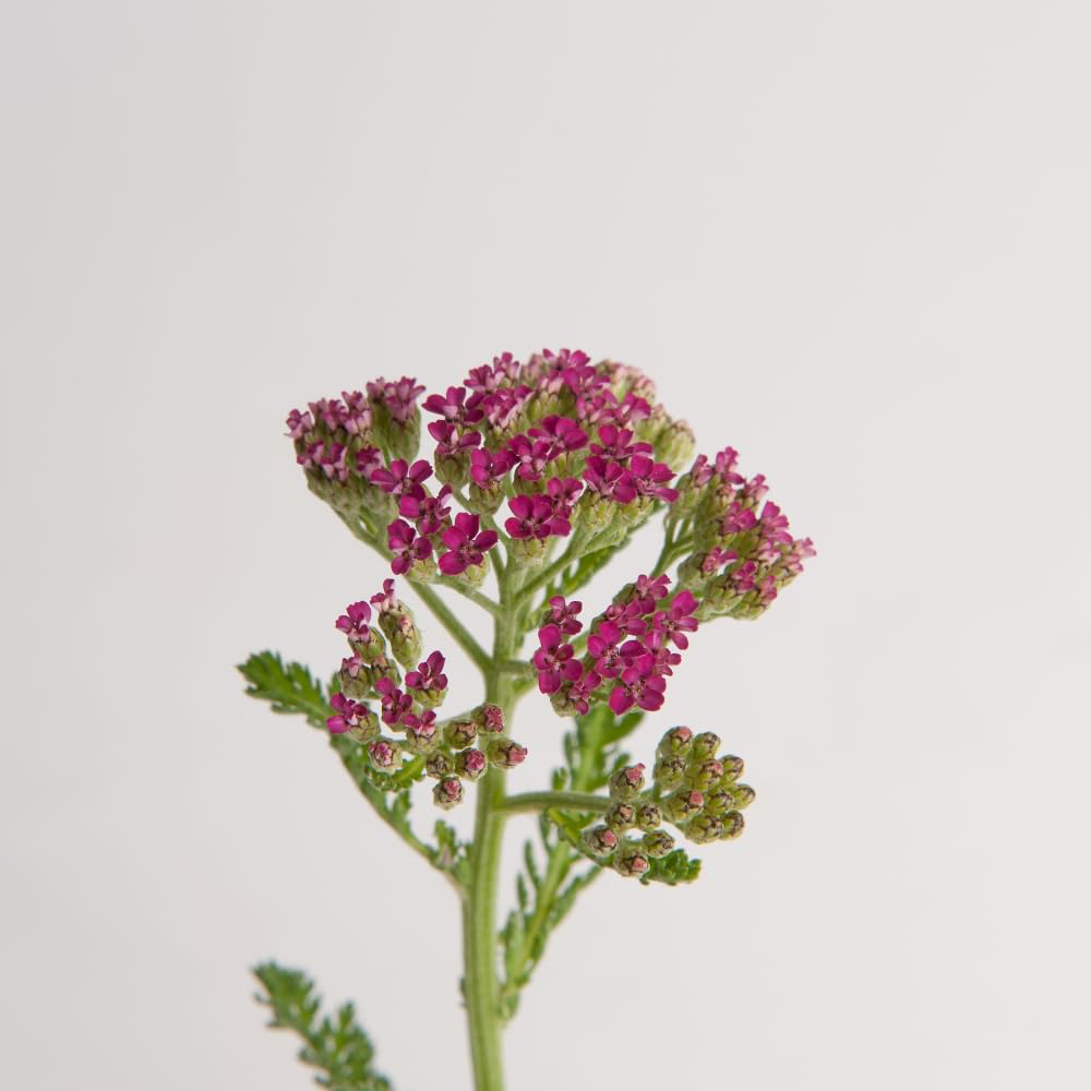 Thompson and Morgan Achillea Milly Rock Rose Plant Pot 2L Image 2