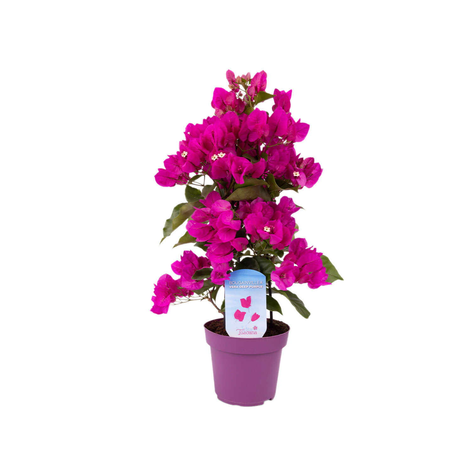 Bougainvillea Vera Deep Purple Pyramid - Purple Image