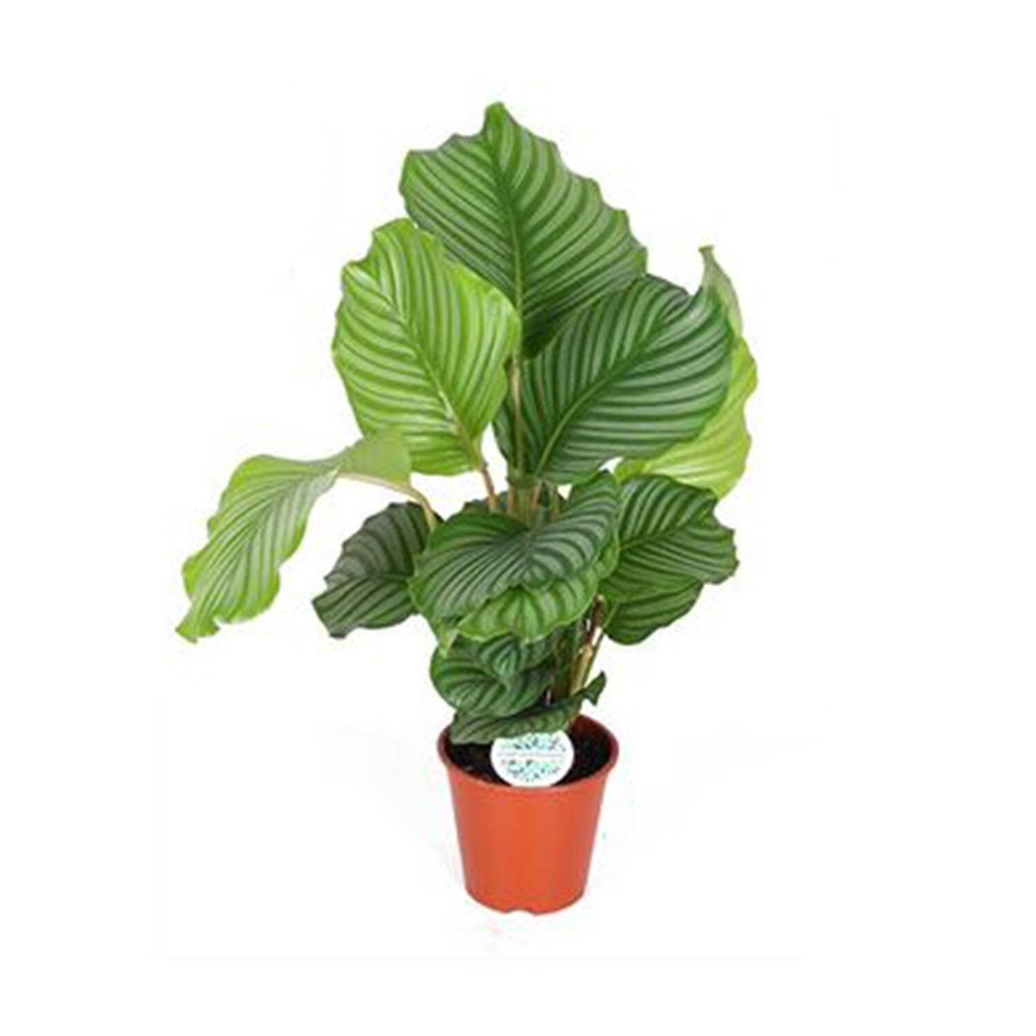 Calathea Orbifolia 17cm - Green Image