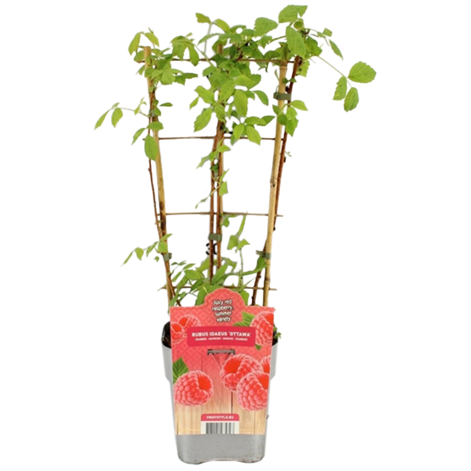 Raspberry Plant - Golden Bliss Image