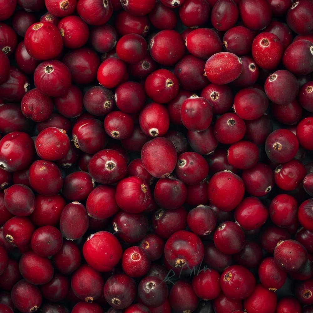 Thompson and Morgan Vaccinium Cranberry Macro Early Black Plant in Pot 15cm Image 2