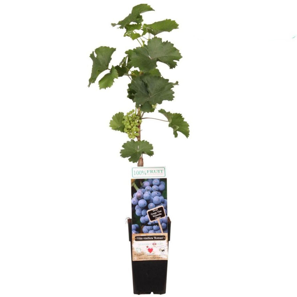 Thompson and Morgan Vitis Grape Romeo Plant in Pot 15cm 2 Pack Image 2
