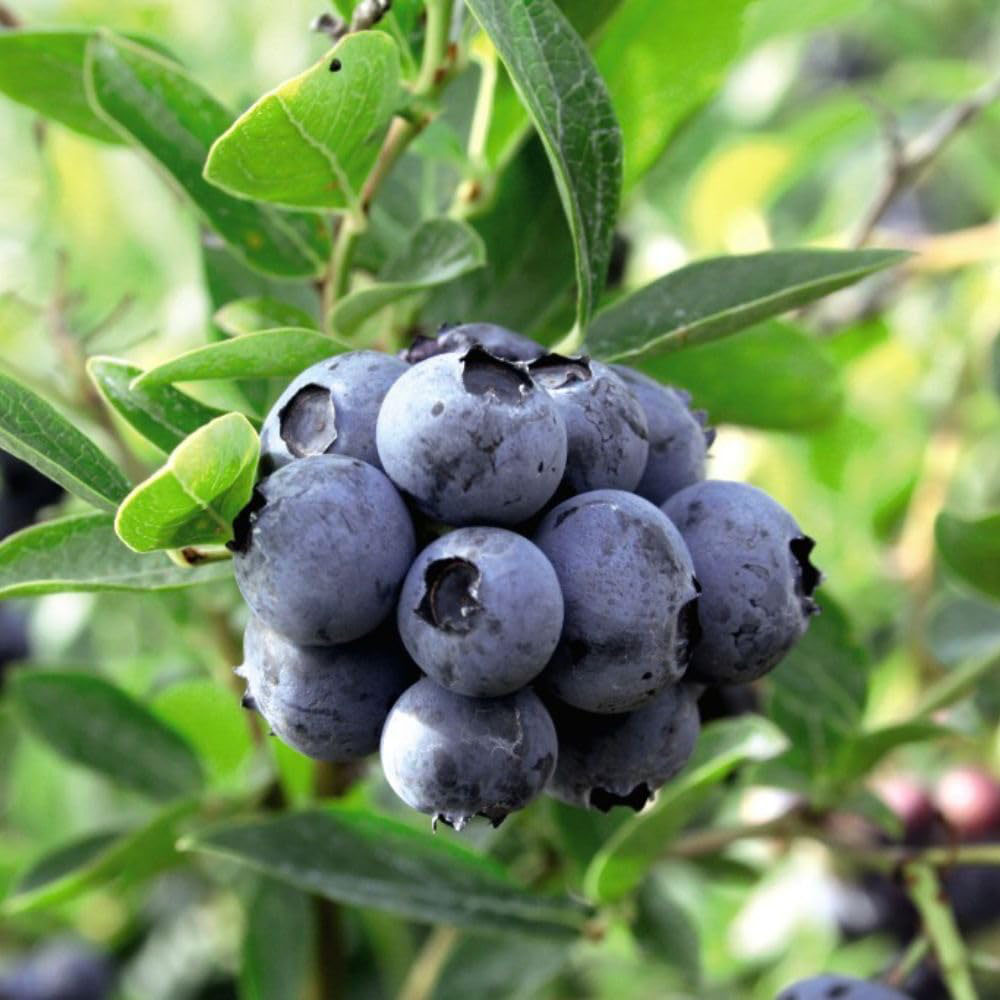 Thompson and Morgan Blueberry Duo Plant Pot 9cm 4 Pack Image 2