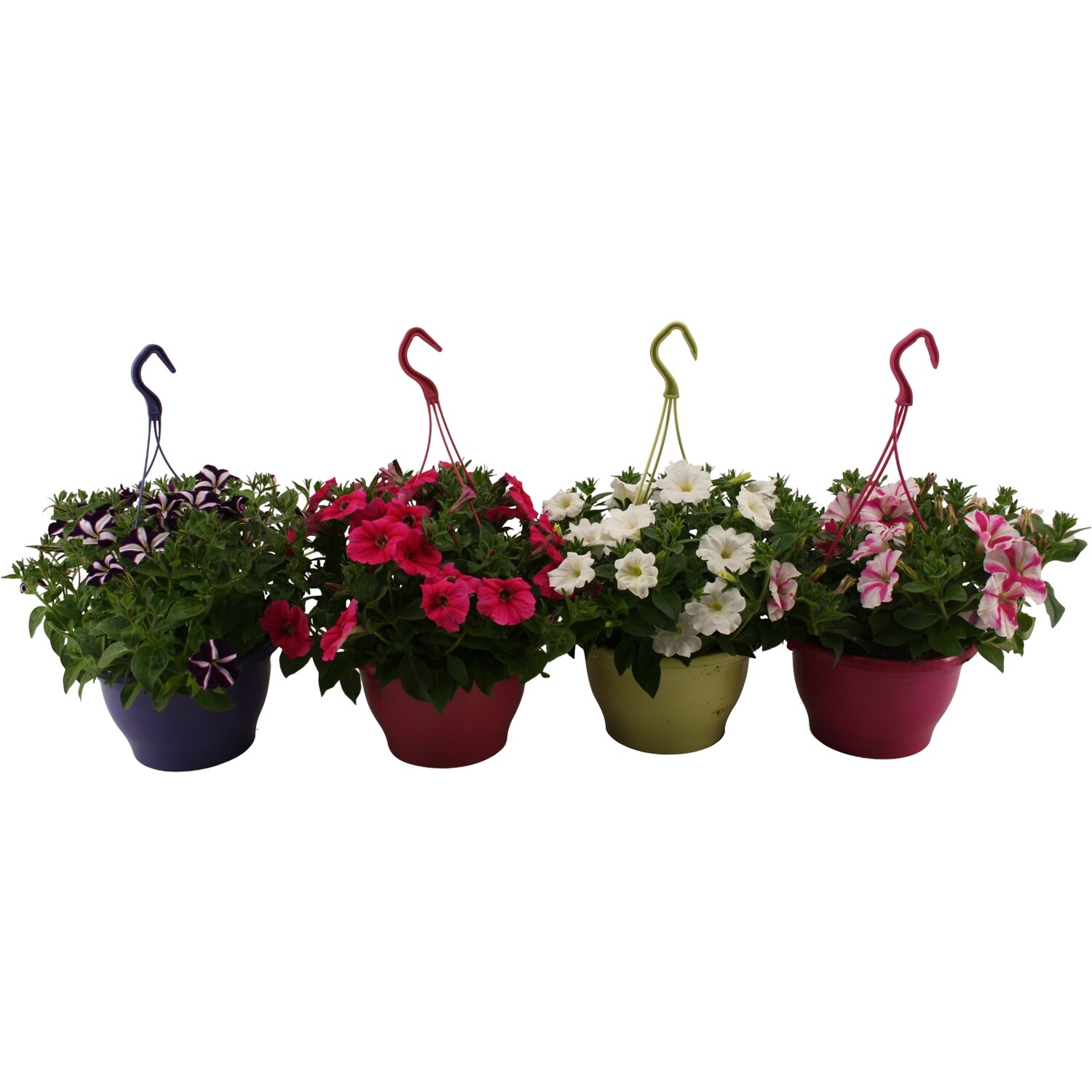 Petunia Hanging Basket Image
