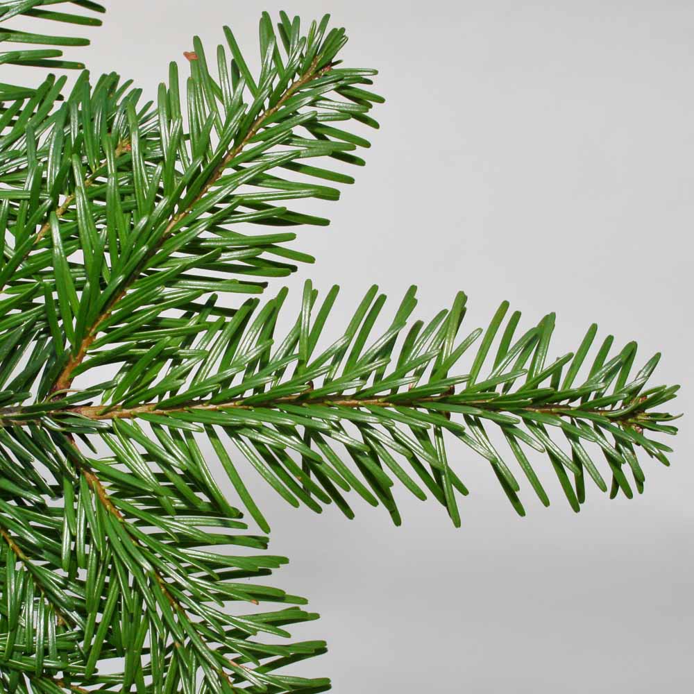 wilko Nordman Fir Cut Real Christmas Tree 6 to 7ft Image 3