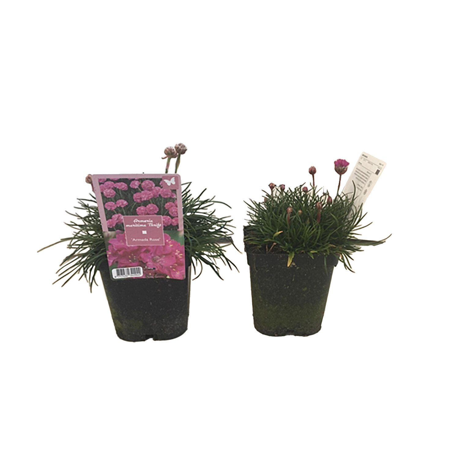 Perennial Armeria - Pink Image