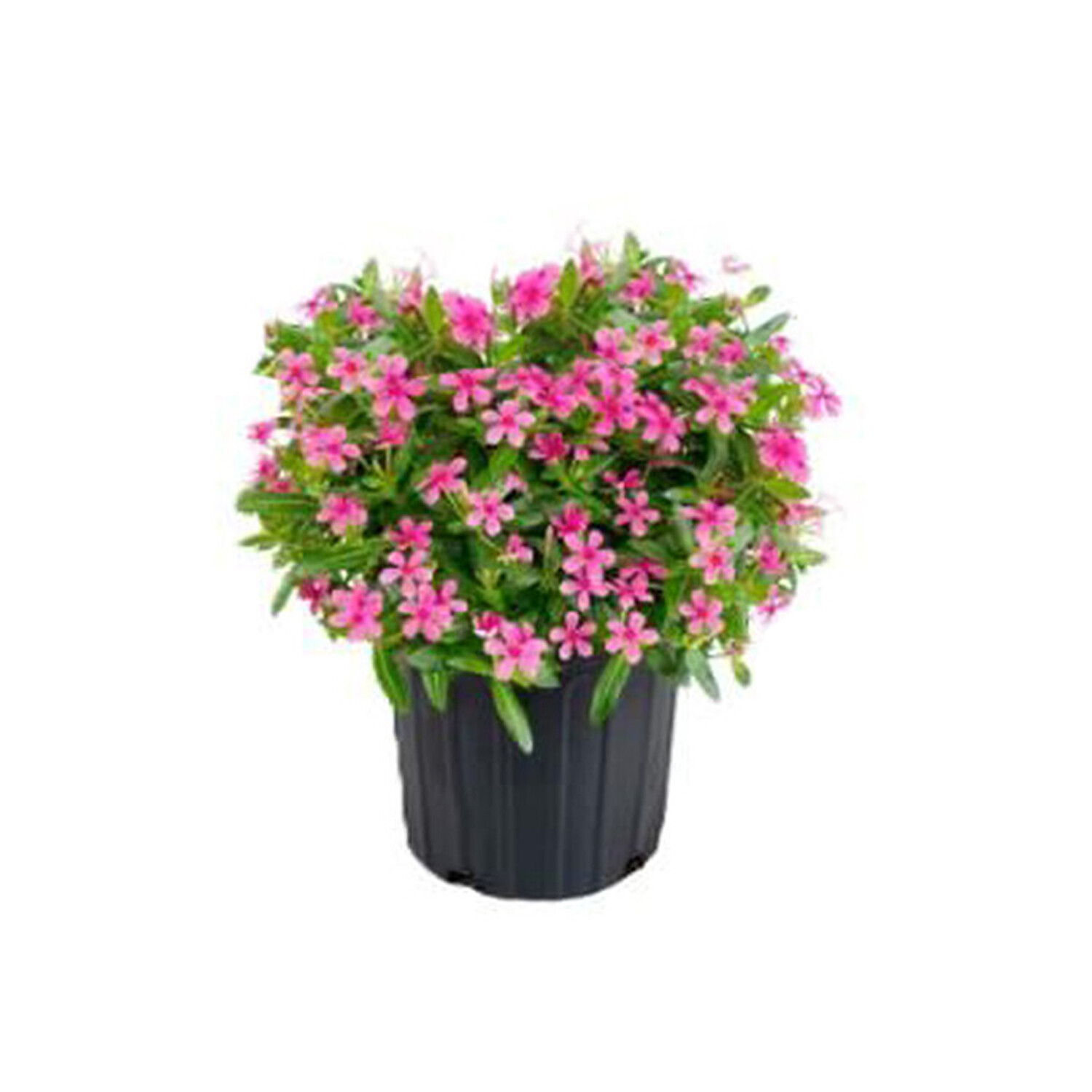 Catharanthus Soiree Mix Plant Image 3