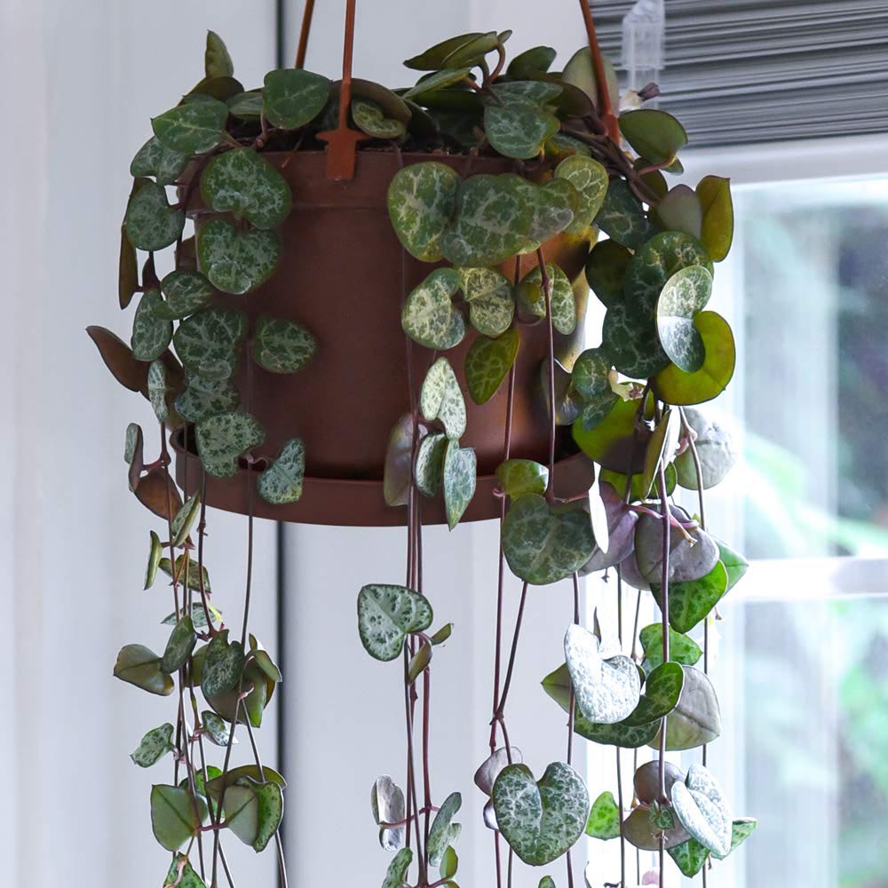 Thompson and Morgan String of Hearts Plant in Hanging Basket 10cm 2 Pack Image 5