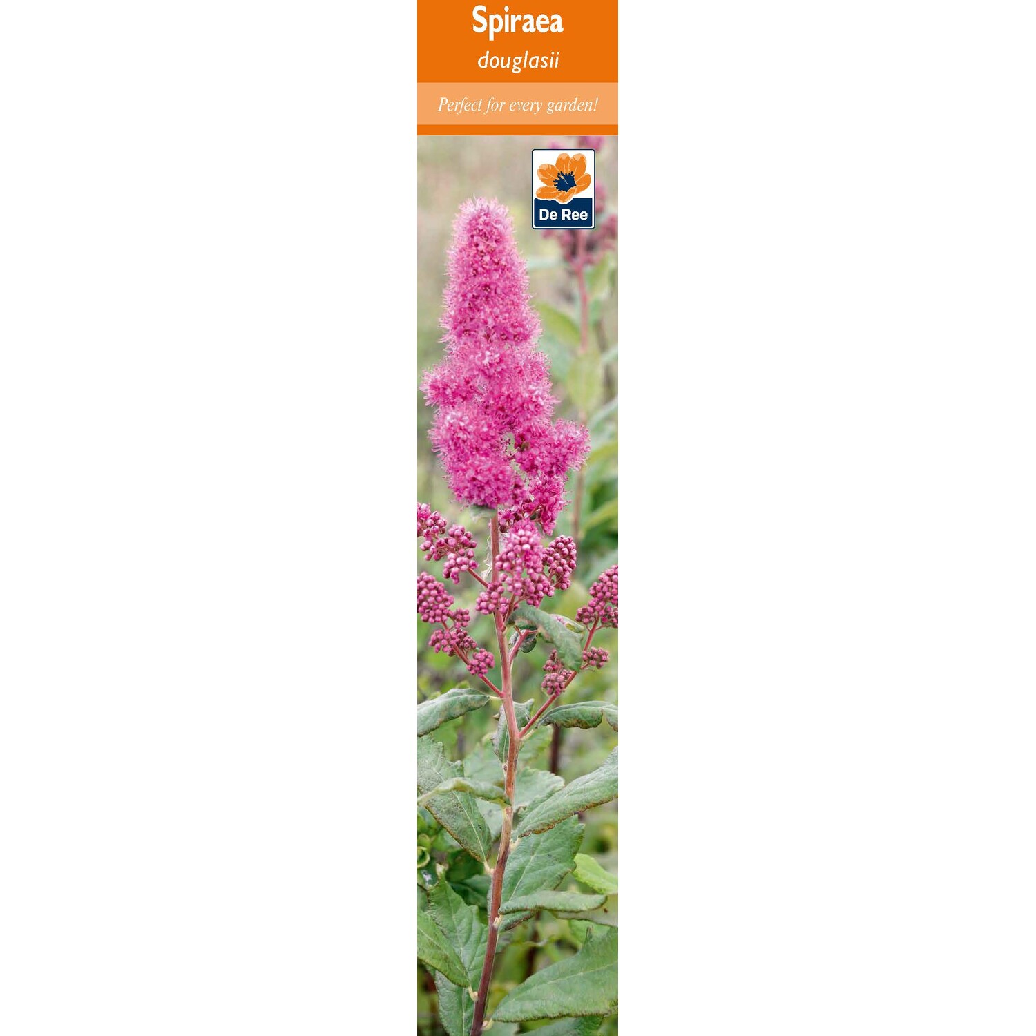 Pre-packed Shrubs Image 2