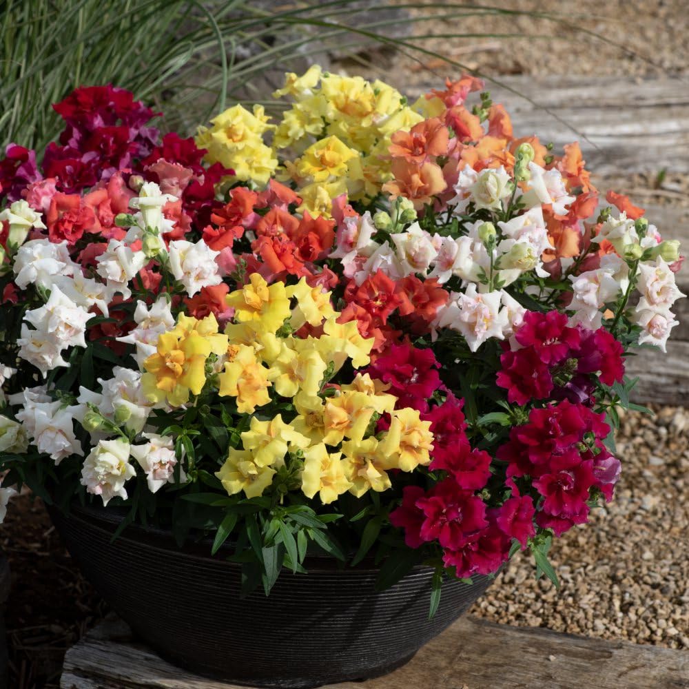 Thompson and Morgan Antirrhinum Sweet Duet Series Garden Ready Plant 30 Pack Image 2