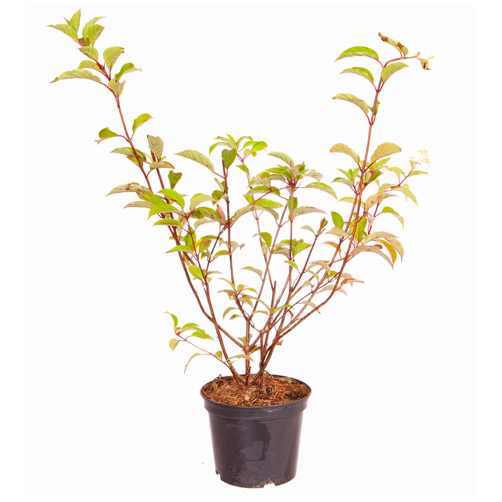 YouGarden Hydrangea Vanille Fraise Image 3