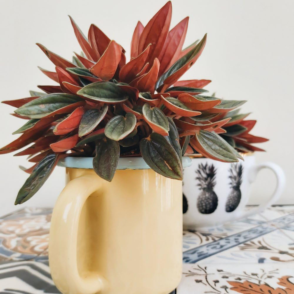 Thompson and Morgan Peperomia Caperata Rosso Plant Pot 10.5cm Image 3