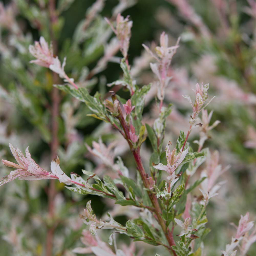 Thompson & Morgan 80cm Salix Flamingo Standard Stem Pot 21cm Image 4