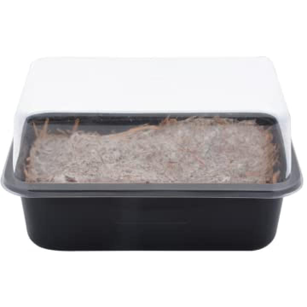 Fallen Fruits Home Mushroom Starter Grow Kit Image 1