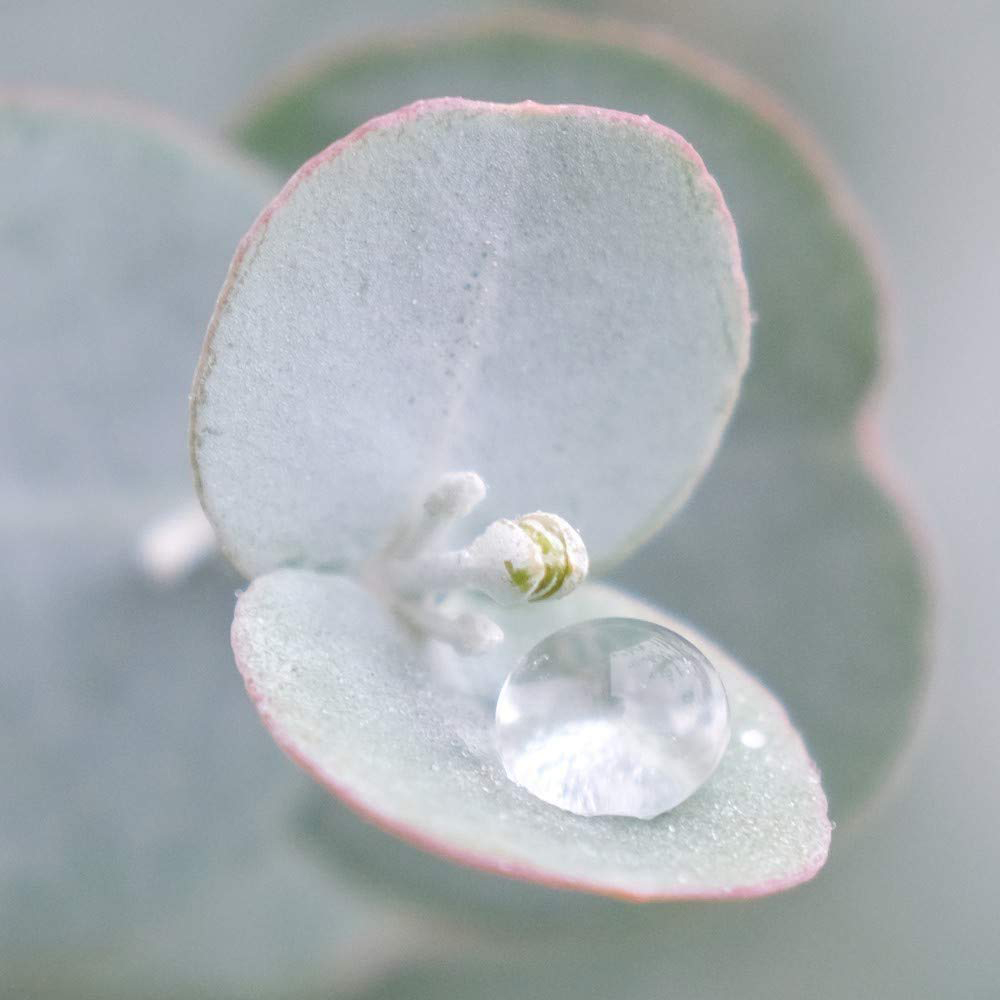 Thompson and Morgan Eucalyptus Gunnii Azura Plant Pot 9cm 3 Pack Image 5