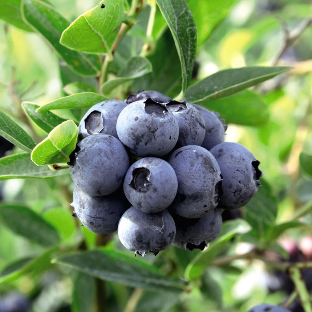 Thompson and Morgan Blueberry Trio Collection Plant Pot 9cm 3 Pack Image 3