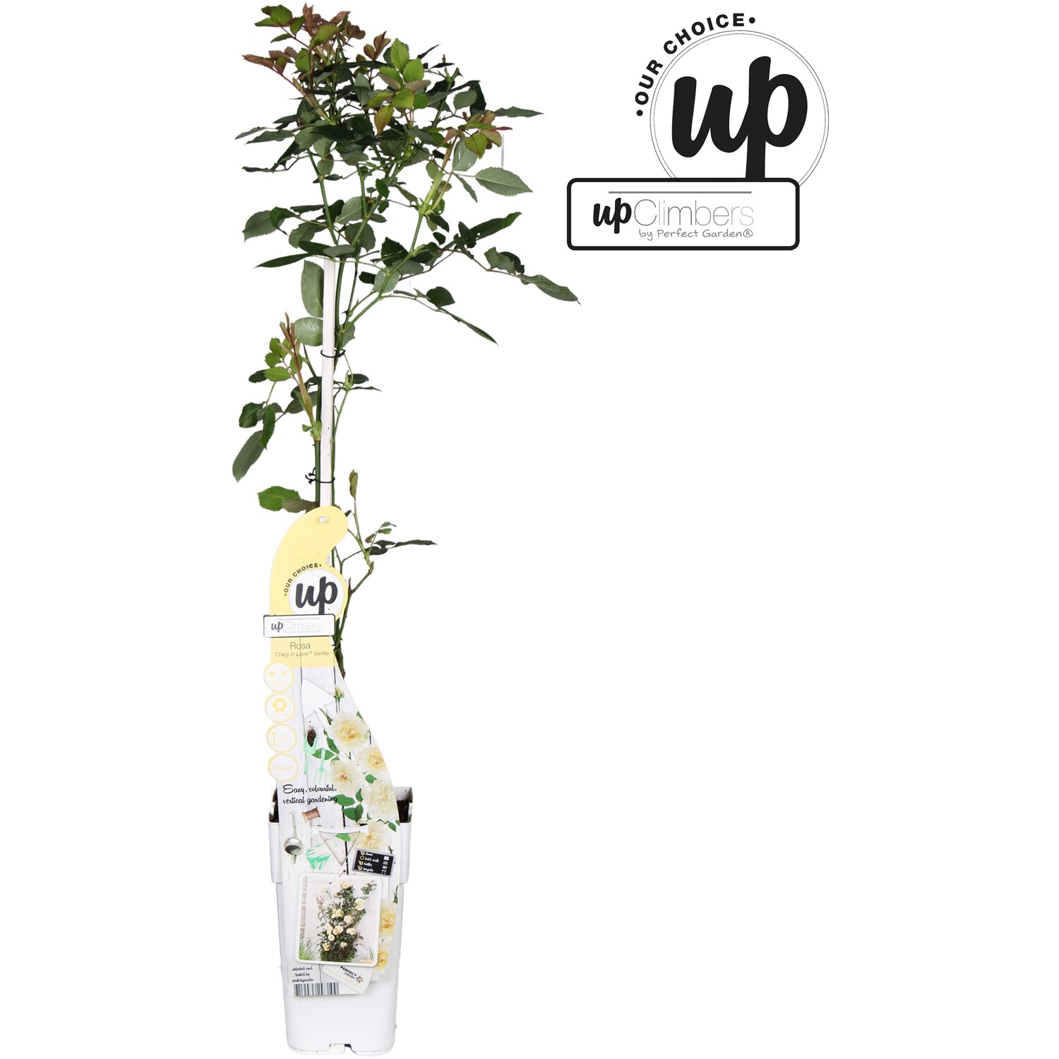 Rosa Crazy in Love - Vanilla Image