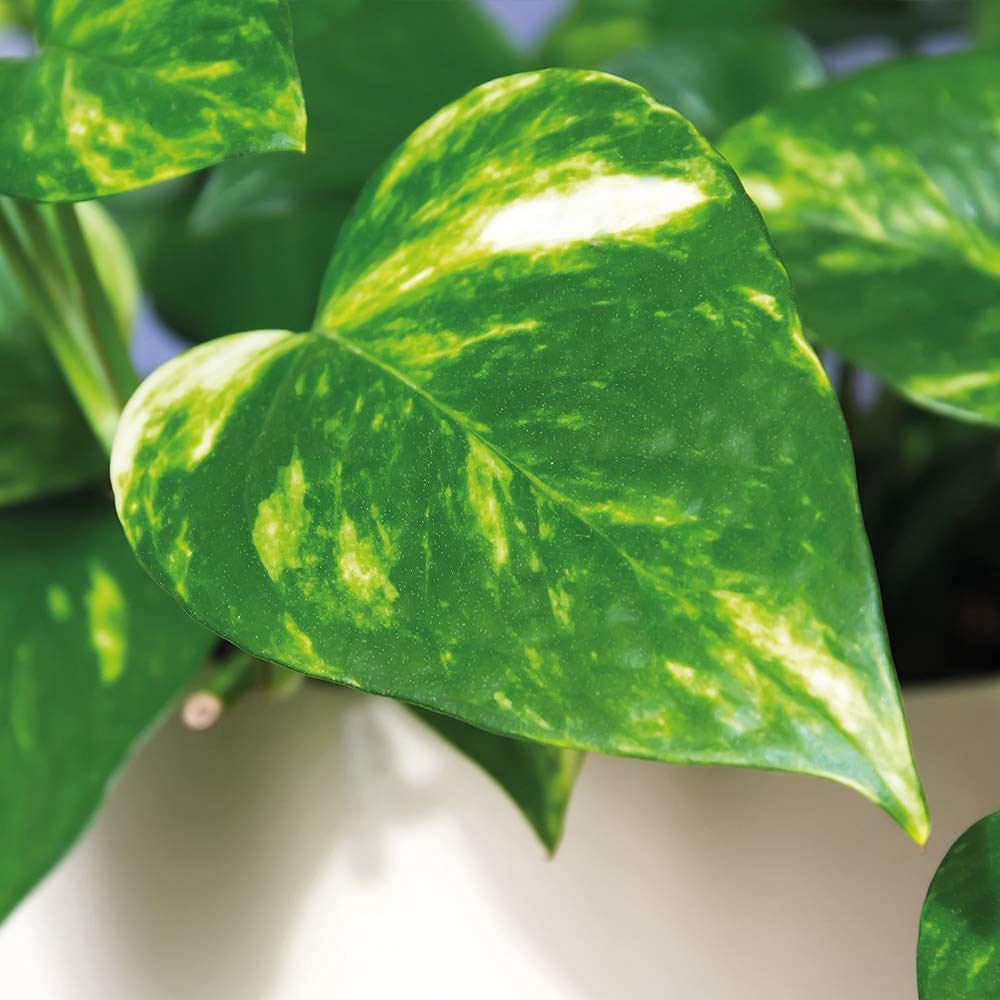 Thompson & Morgan Epipremnum Scindapsus Aureum Potted Plant 24cm Image 4