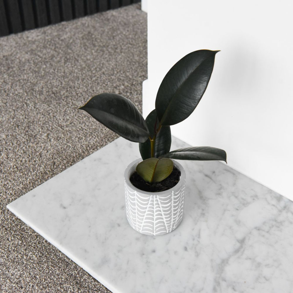 Thompson and Morgan Ficus Elastica Abidjan Plant Pot 8.5cm 2 Pack Image 3