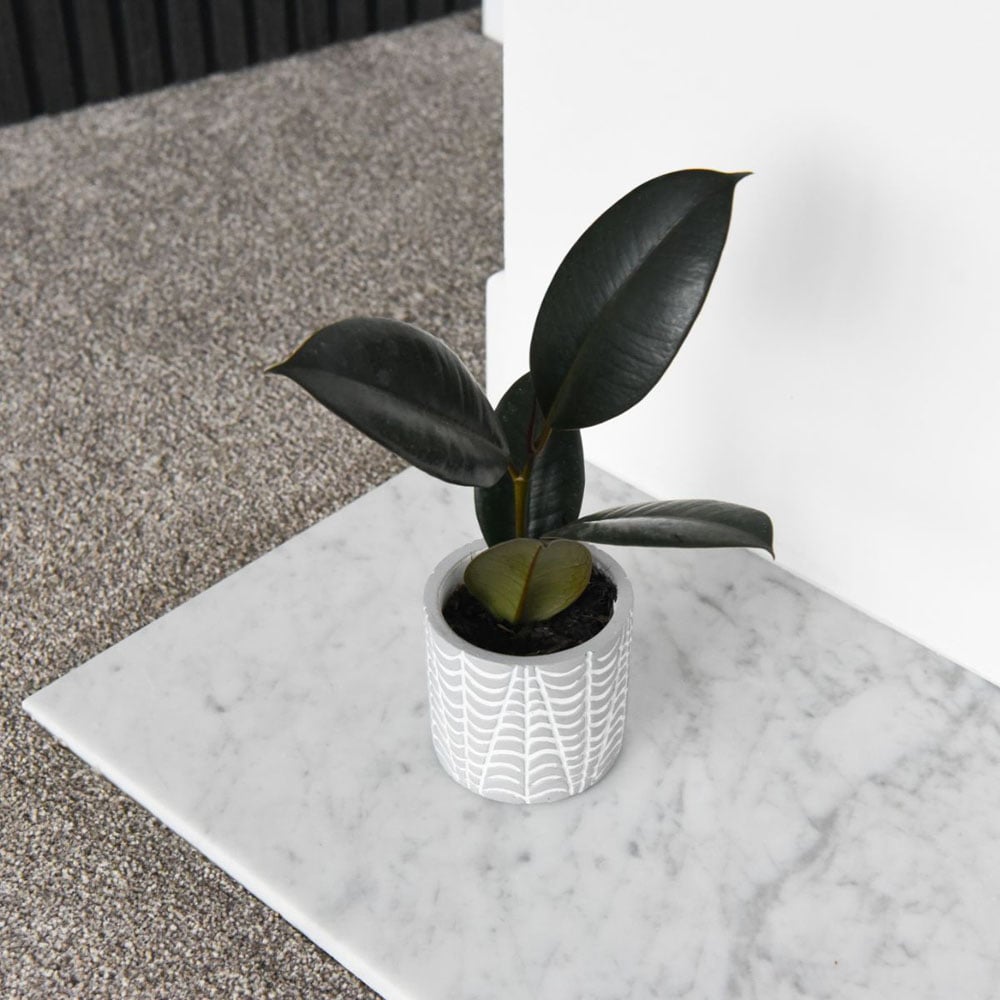 Thompson and Morgan Ficus Elastica Abidjan Plant Pot 8.5cm Image 3