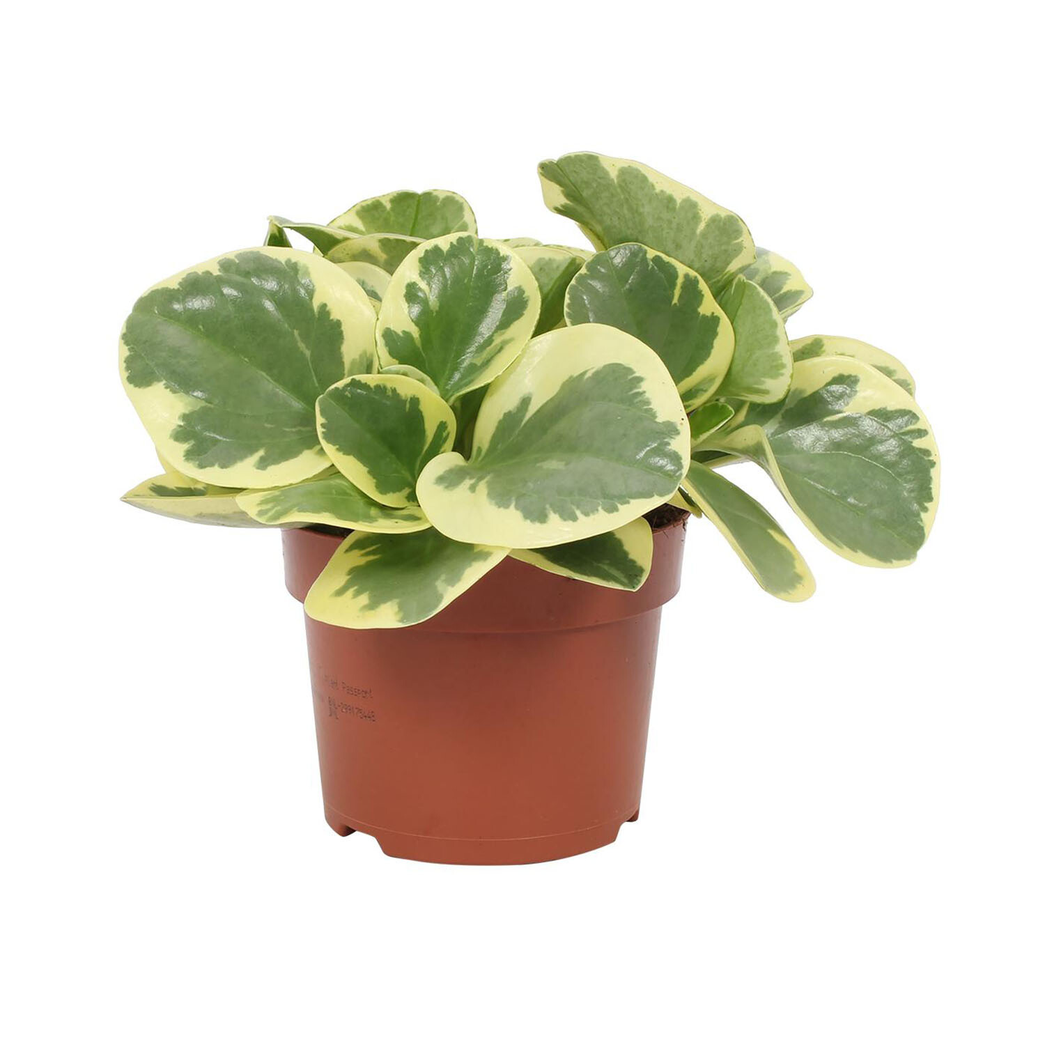 Peperomia Variegata - Green Image