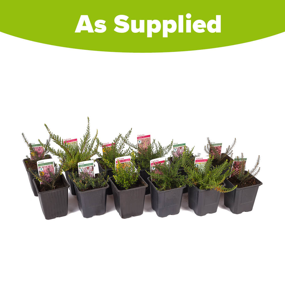 YouGarden Four Seasons Heather Collection Plant in Pot 9cm 12 Pack Image 3