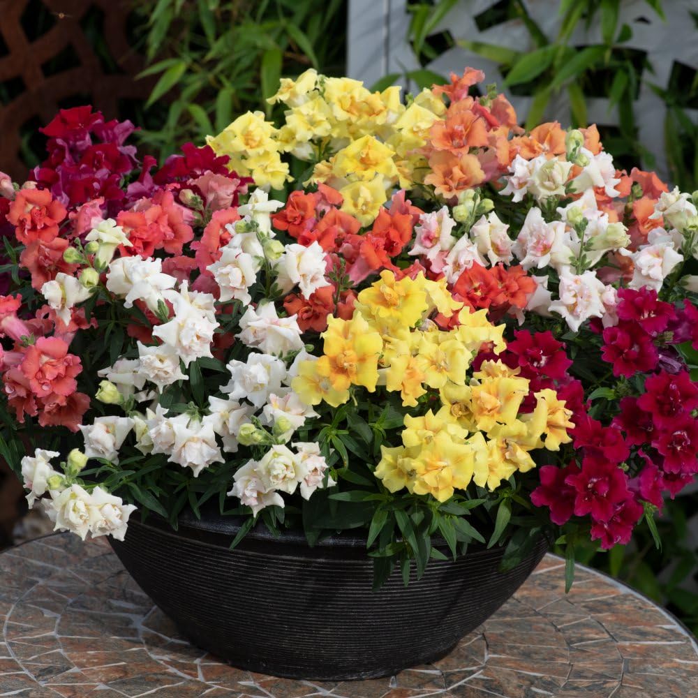 Thompson and Morgan Antirrhinum Sweet Duet Series Garden Ready Plant 30 Pack Image 1