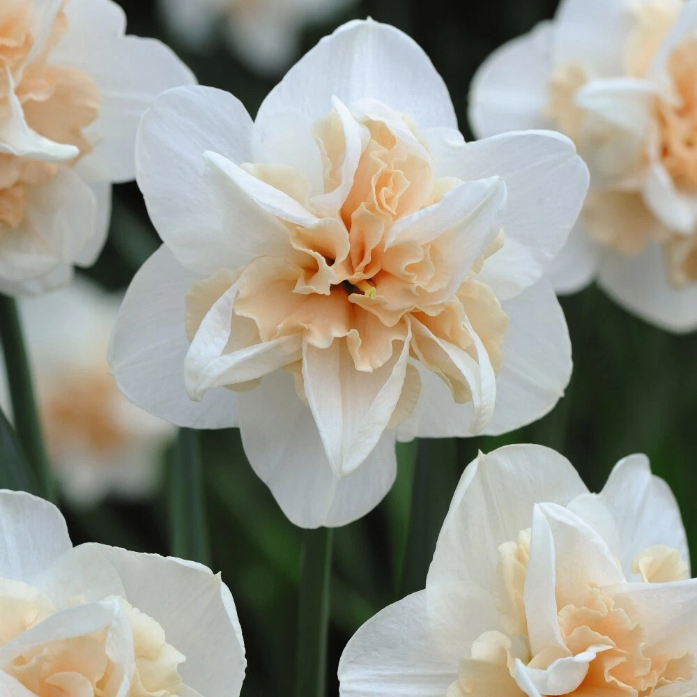 Thompson and Morgan Daffodil Replete Improved Spring Planting Bulb 32 Pack Image 4