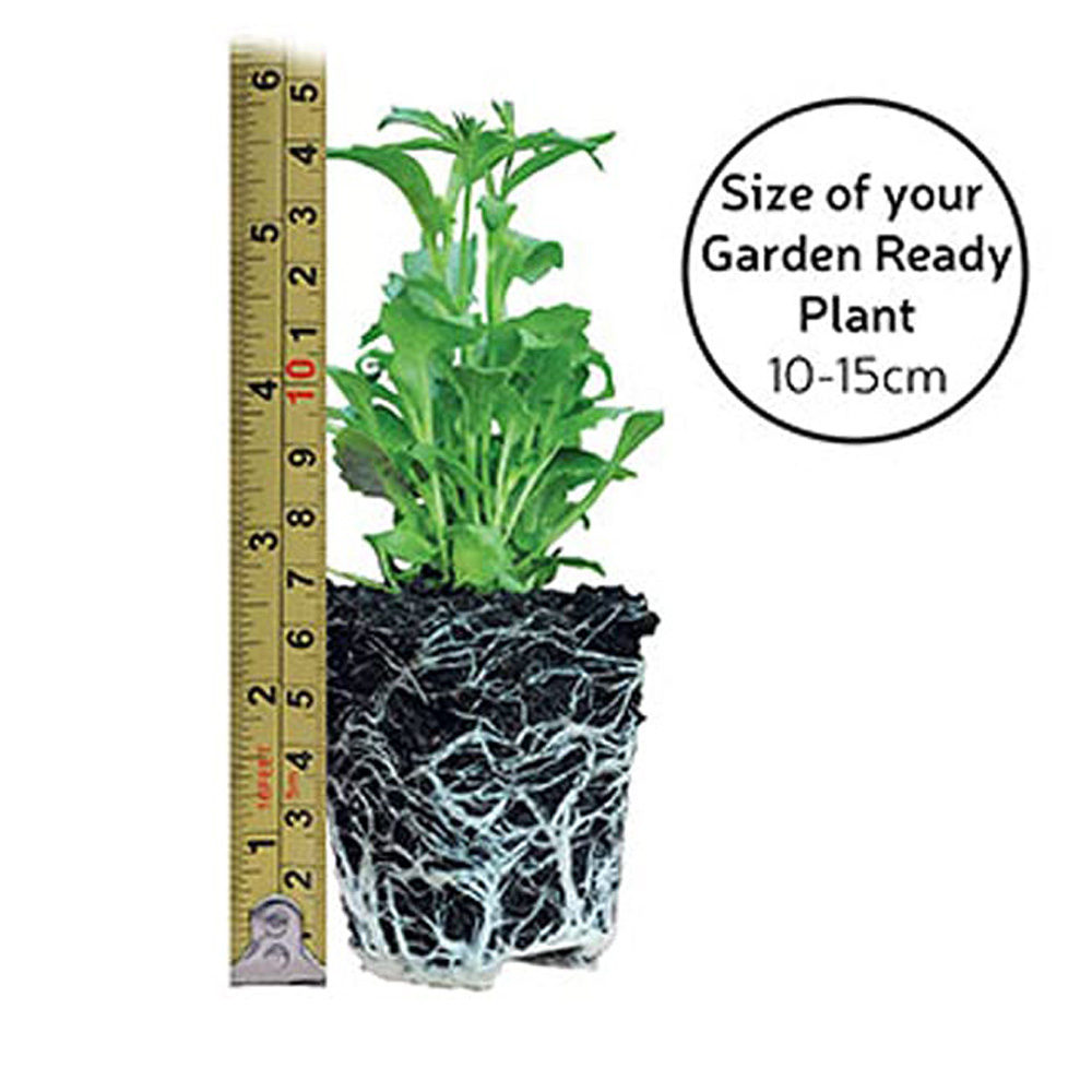 Thompson and Morgan Antirrhinum Sweet Duet Series Garden Ready Plant 30 Pack Image 4