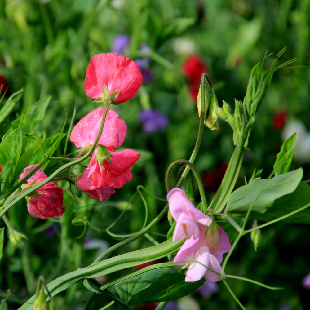 Thompson and Morgan Sweet Pea Old Fashioned Scented Mix Seed Image 2