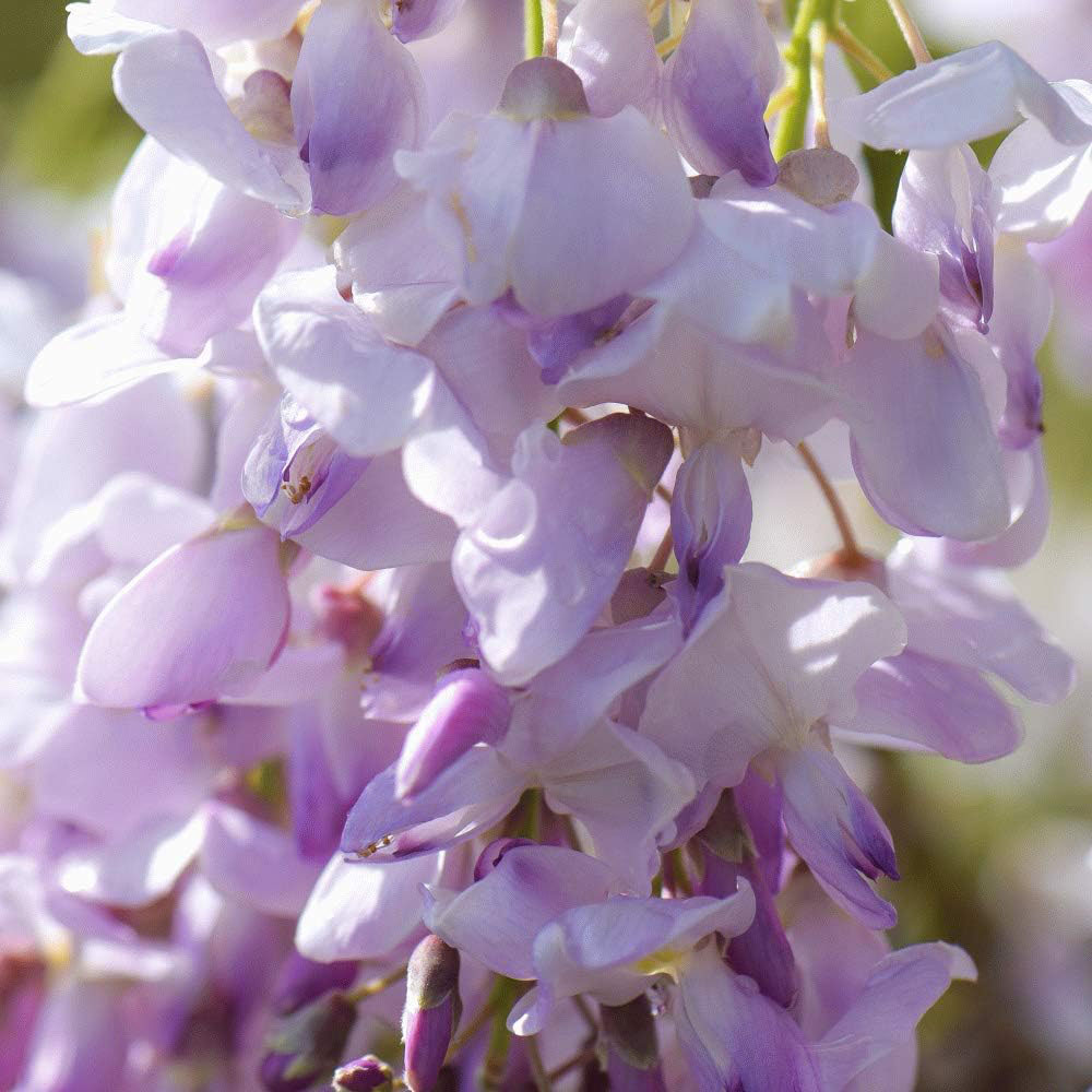 Thompson and Morgan Wisteria Tree Standard Plant Pot 2L 2 Pack Image 2