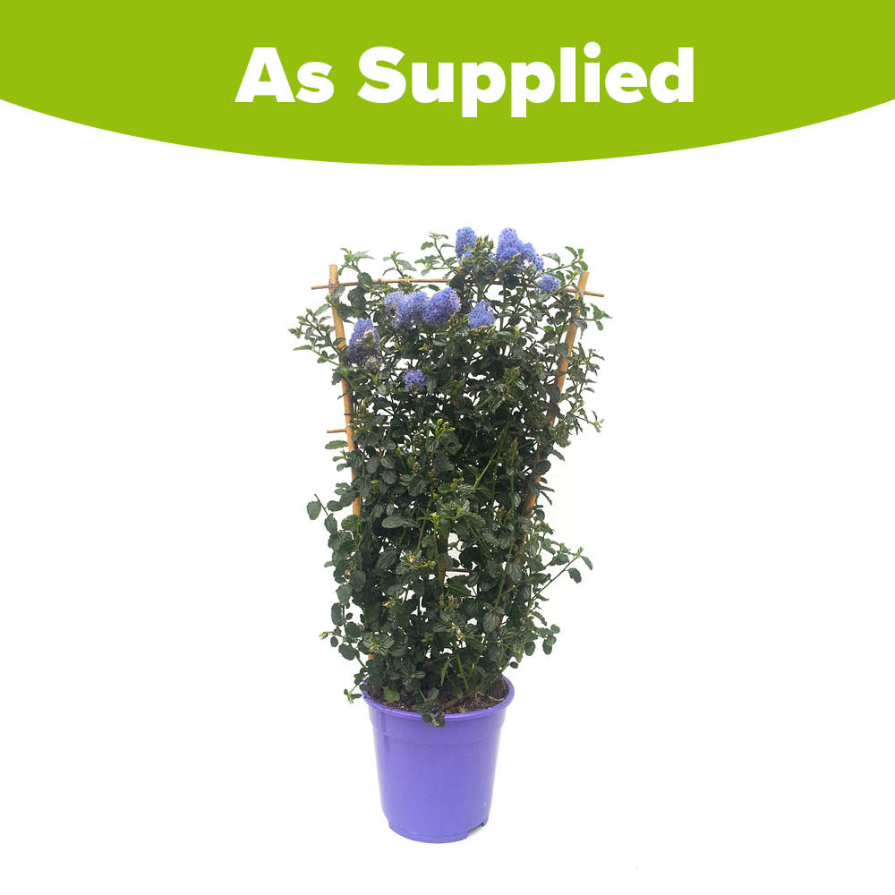 YouGarden Ceanothus Trellis Thyrsiflorus Repens Plant Pot 17cm Image 4