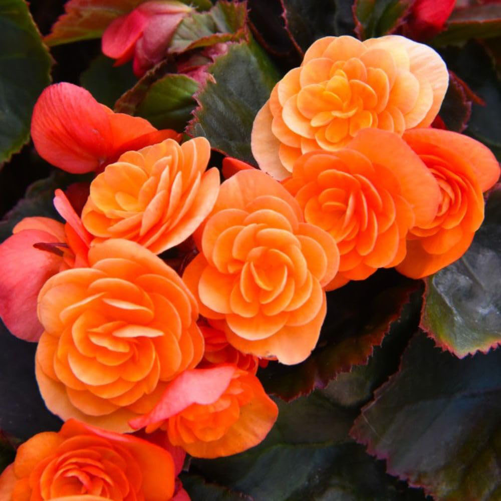 Thompson and Morgan Begonia Catrin Jumbo Plant Plug 6 Pack Image 1